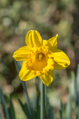 A bright yellow daffodil in bloom, on a sunny early spring day