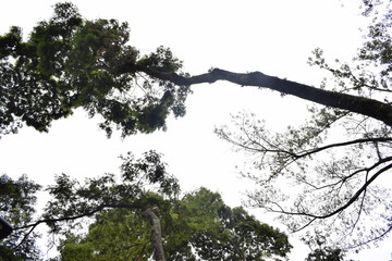 Árvore e céu branco