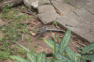 Pássaro Sabiá, vegetação e piso de concreto rachado