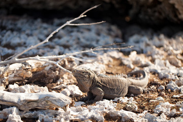 Wild monitor lizard, varan outdoors