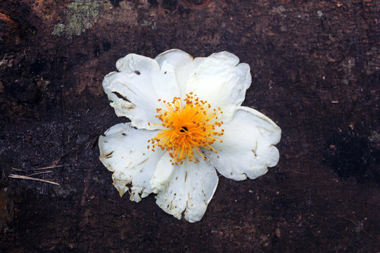 white flower on black background