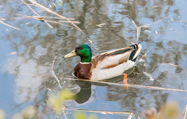 duck in water