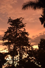 Céu laranja em Pôr-do-Sol e silhueta de árvore