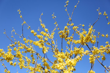 Bush blooming yellow flowers against a blue sky in spring.