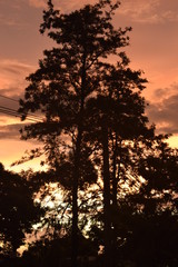 Fototapeta na wymiar Céu laranja em Pôr-do-Sol e silhueta de árvore