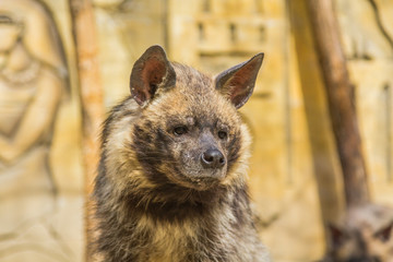 portrait of a dangerous jackal