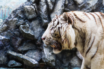 tiger in zoo
