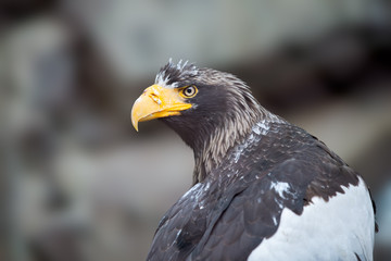 White Tailed Eagle (Haliaeetus albicilla) in nature	