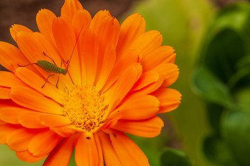 Calendula officinalis, marigold in a herb garden in a sunlight