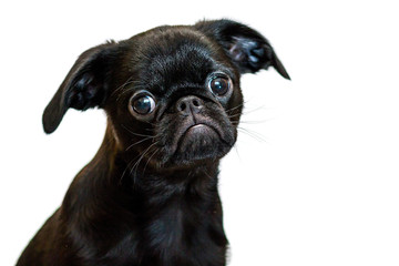 Petit Brabancon. Dog, puppy. Brussels Griffon. Insulation.