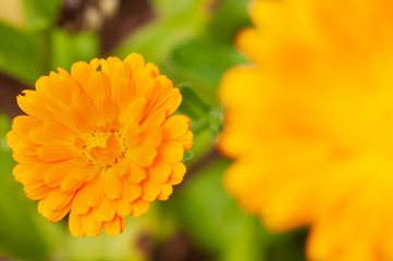 Calendula officinalis, marigold in a herb garden in a sunlight