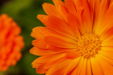Calendula officinalis, marigold in a herb garden in a sunlight