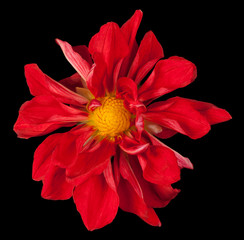 dahlia flower on black