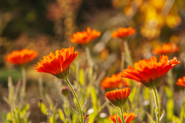 Calendula officinalis, marigold in a herb garden in a sunlight
