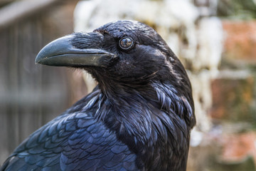 Fototapeta premium bird of prey