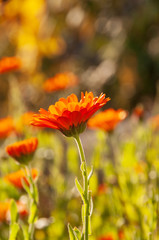 Calendula officinalis, marigold in a herb garden in a sunlight