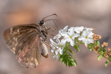 butterfly on flower