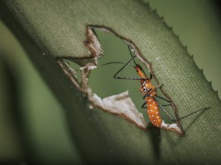 I Heart Bugs