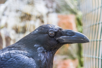 bird of prey