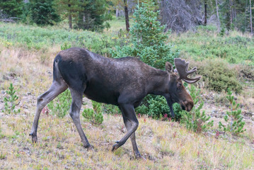 Shiras Moose in Colorado. Shiras are the smallest species of Moose in North America