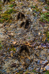 close up of deer hoof-prints in muddy soil