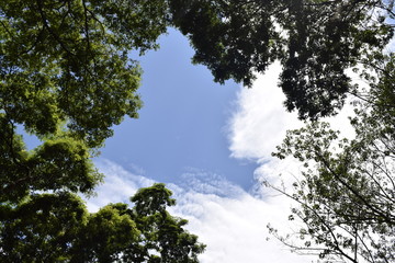 Copa de árvore, céu azul e nuvem
