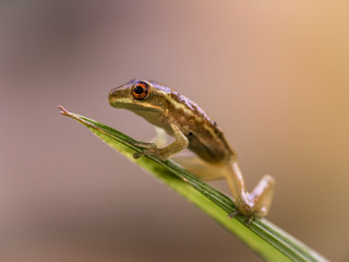 Tree Frog Profile