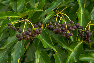 bacche nere di edera (Hedera helix),primo piano 