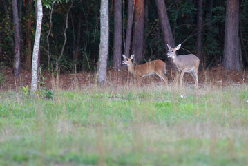 Doe with young offspring in North Carolina