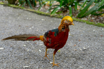 Golden Pheasant up close
