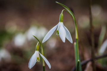 Snowdrops in february