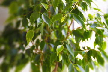 Green plants with oval leaves on a white background