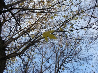 A single maple leaf on a branch