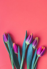 Top view of blooming fresh pink and yellow tulips on pantone colored background. Spring floral background