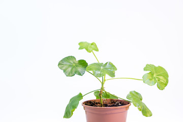 Green plants with oval leaves on a white background