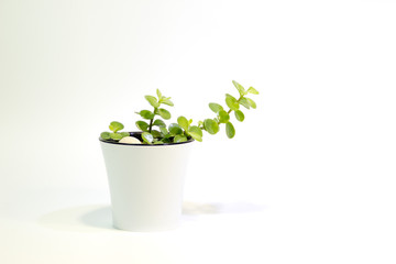 Green plants with oval leaves on a white background