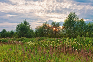 Sunset in summer field