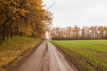 Obraz premium road in autumn