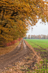 autumn in the park