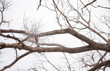 Tree branches in the season without leaves on a white background