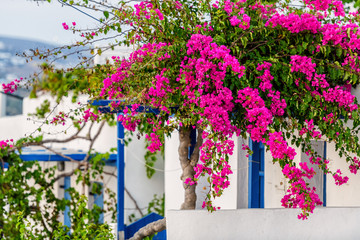 The typical cyclades style with colorful flowers in Parikia town on Paros island, Greece