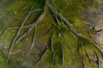 Spreading roots on the Japanese ground 