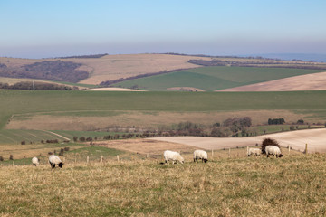 Sheep grazing in a field in the South Downs in Sussex