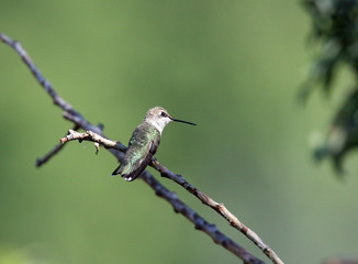 Fototapeta na wymiar Female rufous hummingbird (Selasphorus rufus) Utah Wildlife 