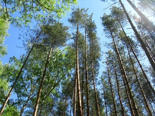 Fototapeta premium Pine trees exploding in the sky