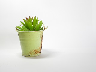 a pot of plant is on white background.