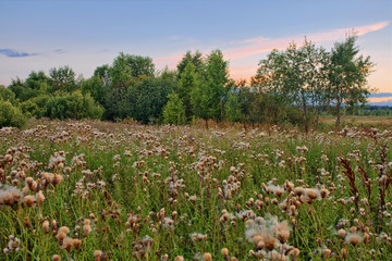 view of field thistle in sunset light