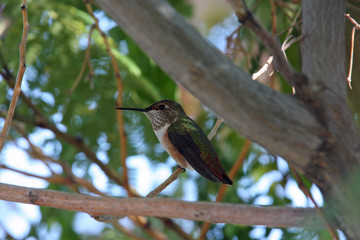 Female rufous hummingbird (Selasphorus rufus)  Utah Wildlife 