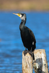 ritratto di cormorano (Phalacrocorax carbo) su tronco