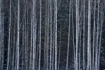 Fairy winter forest in the snow. Winter time. Heavy snowfall. Trees in the snow. Beautiful landscape. The trunks and branches of trees. Winter forest with snow on trees and floor
